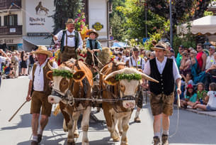 Blumencorso 2017 Bild 8